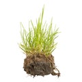 Green grass isolated Royalty Free Stock Photo