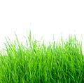 Green grass isolated on the white Royalty Free Stock Photo