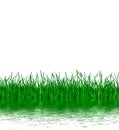 Green grass isolated on white