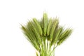 Green grass isolated on white background Royalty Free Stock Photo