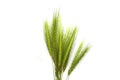 Green grass isolated on white background Royalty Free Stock Photo