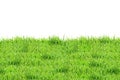 Green grass isolated on a white background