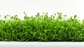 Green grass isolated on white background with copy space for your text. Generate AI Royalty Free Stock Photo