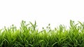 Green grass isolated on white background with copy space for your text. Generate AI Royalty Free Stock Photo