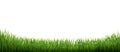Green Grass Isolated White Background Royalty Free Stock Photo