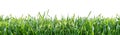 Green grass isolated on white background. Natural background Royalty Free Stock Photo
