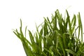 Green grass isolated white background. Sedge Royalty Free Stock Photo