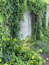 green grass ivy on cement wall in the park Royalty Free Stock Photo