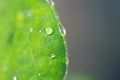 Green Grass Jelly leaf with splash water