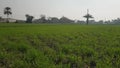 Green grass land in Pakistan views