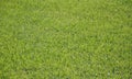 Green Grass lawn close up in Palacio de Cristal Gardens of Porto