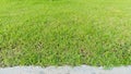 Green grass lawn colorful in the garden background