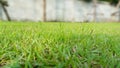 Green grass lawn colorful in the garden background