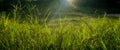 Green grass lawn colorful in the garden background