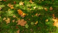 Green grass lawn covered with yellow and red tree leaves in autumn park Royalty Free Stock Photo