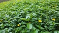 Green grass lawn detail with yellow flowers Royalty Free Stock Photo