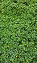 Green grass lawn detail with yellow flowers Royalty Free Stock Photo