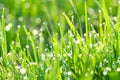 Green grass on a lawn with dew drops Royalty Free Stock Photo