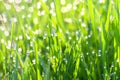 Green grass on a lawn with dew drops Royalty Free Stock Photo