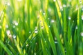 Green grass on a lawn with dew drops Royalty Free Stock Photo