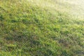 Green grass lawn with dew drops in the first sunlight Royalty Free Stock Photo