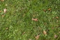 Green grass or lawn with fallen leaves, illuminated by golden hour light. Selective focus, different shades of green Royalty Free Stock Photo