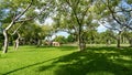 Green grass lawn garden by lake greenery Ficus trees bridge on background