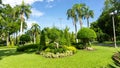 Green grass lawn garden by walkway, circle shape trimming bush under palm tree in park Royalty Free Stock Photo