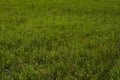 Green grass on the lawn, grass texture