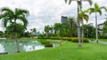 Green grass lawn beside a lake, palm tree on background in garden