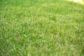 green grass, lawn mowed. background