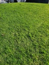 green grass lawn real grass Royalty Free Stock Photo