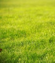 Green grass lawn in summer spring autumn fall winter park garden at sunny day sunshine and hope peace concept Royalty Free Stock Photo