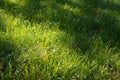 Green grass lawn with sunlight and shade. Abstract green background Royalty Free Stock Photo