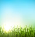 Green grass lawn with sunrise on blue sky. Floral nature spring