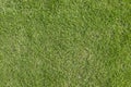 Green grass in the lawn top view or green nature texture background Royalty Free Stock Photo
