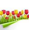 Green grass lawn with tulips and wrapped paper sheet isolated on Royalty Free Stock Photo