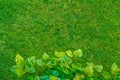 Green grass lawn view though plant leafs, natural background Royalty Free Stock Photo