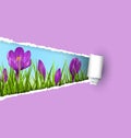 Green grass lawn with violet crocuses and ripped paper sheet iso Royalty Free Stock Photo