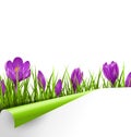 Green grass lawn with violet crocuses and wrapped paper sheet is Royalty Free Stock Photo