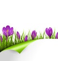 Green grass lawn with violet crocuses and wrapped paper sheet is Royalty Free Stock Photo