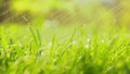 Green grass or lawn watered outdoors