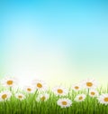 Green grass lawn with white chamomiles on sky Royalty Free Stock Photo