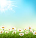 Green grass lawn with white chamomiles and sunlight on sky Royalty Free Stock Photo