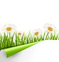 Green grass lawn with white chamomiles and wrapped paper sheet i Royalty Free Stock Photo