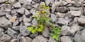 Green Grass Leaf in the Middle of Stone 2s Royalty Free Stock Photo