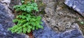 Green Grass Leaf in The Middle of Stones 6 Royalty Free Stock Photo