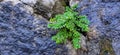 Green Grass Leaf in The Middle of Stones 5 Royalty Free Stock Photo