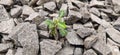 Green Grass Leaf in The Middle of Stones 3 Royalty Free Stock Photo