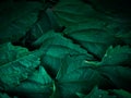 Green grass leaf pattern on dark background